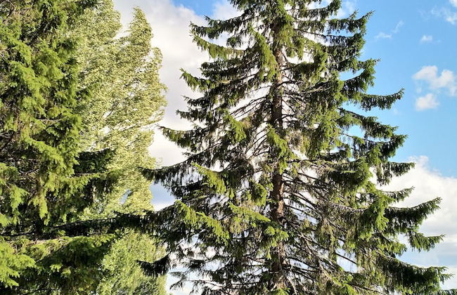 Anssilan Maatila - Foto 12