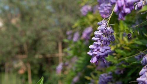 Villetta Corbezzolo - Foto 2