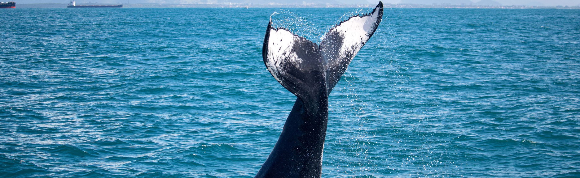 Observation de baleines en bateau à moteur