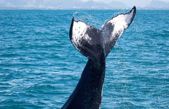 Whale Watching by Speedboat - Foto 1