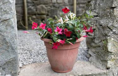 THE DORMOUSE - Il Ghiro - Foto 38