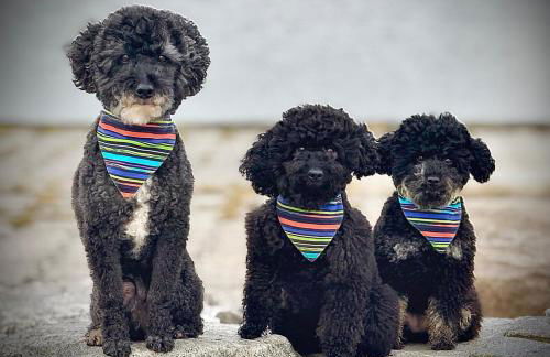 Mooroase Bauerngarten - Ovelgönne - Nordsee - Weser - Jade - Foto 40