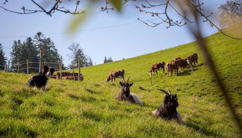 Hansjörgenhof Bioland-Hof - Foto 5