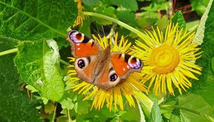 Oase in Mitten der Stadt - Foto 2