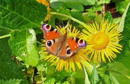 Oase in Mitten der Stadt - Foto 2