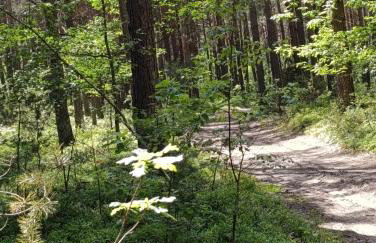 Po Prostu Las - Foto 1