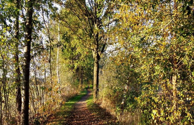 Ferienhaus Boschhuys - Foto 39