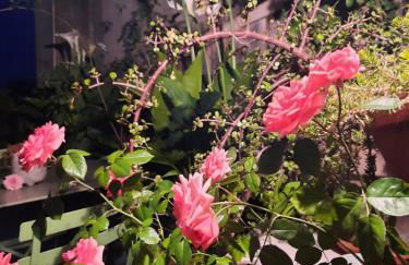 Terra-Crystal - Foto 65