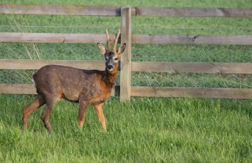 Birch Lodge, Pitlandie - Luxury 2 Bedroom Lodge with Sauna - Photo 35