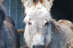 Ferienhaus Kömhuus - Photo 18