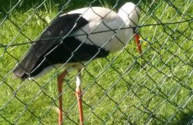 Fleur de Vigne - Foto 37