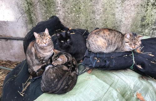 Agriturismo a casa di Susanna - Foto 65