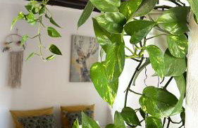 Casa rural con piscina climatizada - Photo 3