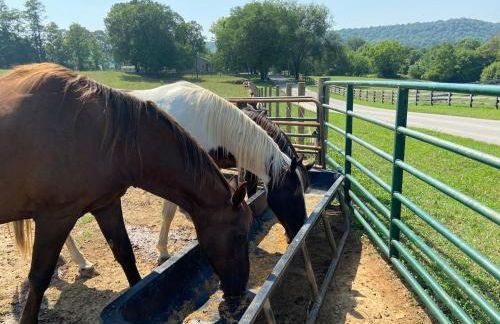 Cozy Farmhouse near Mammoth Cave on 45 acre farm - Foto 6