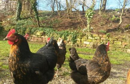 Ferienwohnungen Eichenhof - Photo 47