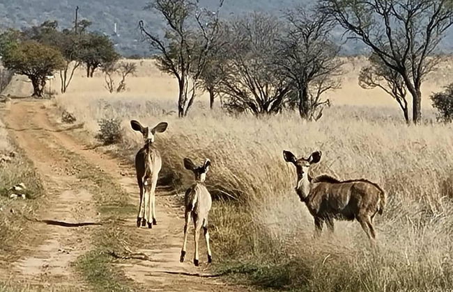 Tata Farm Lodge - Foto 20