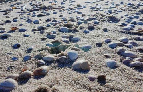 Gemütliche Wohnung unter Reet mit Pool und Sauna in Keitum - Photo 32