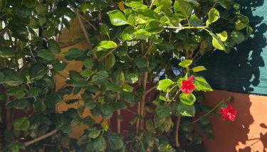 Golf playa y sol Chalet adosado con preciosa piscina Golf sun and beach House with swimming pool - Foto 4, Garden