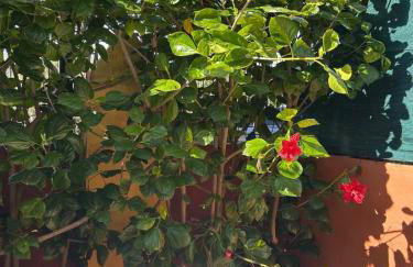 Golf playa y sol Chalet adosado con preciosa piscina Golf sun and beach House with swimming pool - Photo 4