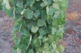 Terras - Agroturismo & Vinhos - Foto 18