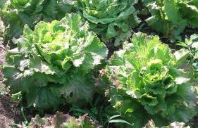 Cal Sadurní - Foto 59