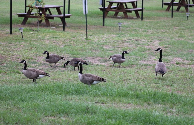 Back in Time 1940s Lake View House - Photo 26