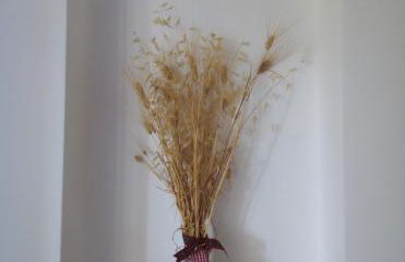 Agriturismo Terra dei Falchi - Foto 7