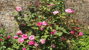 The Potting Shed - Foto 4