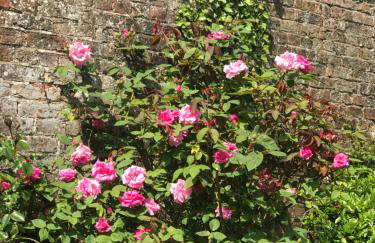 The Potting Shed - Foto 4