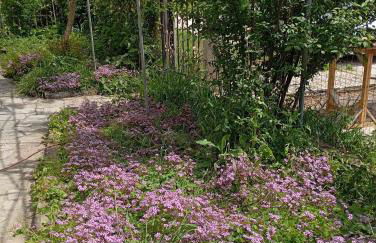 Peaceful house - Foto 17