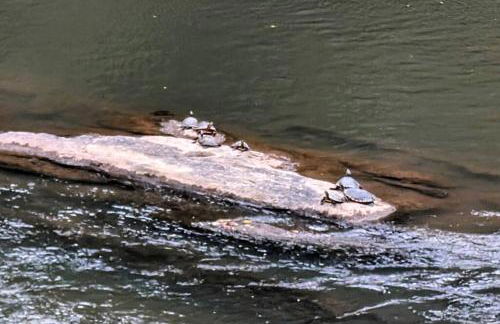 River Retreat Cabin - Living Water Farm - Foto 39