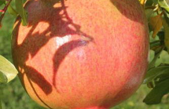 Casa de Tapadeiro - Foto 26