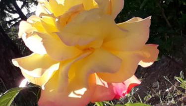 Villa Hakuna Matata - Foto 5, Garden view