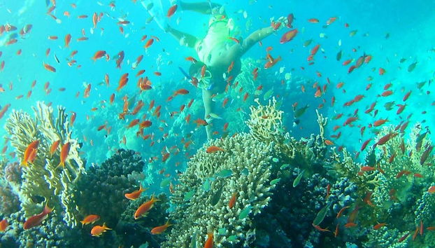 Snorkeling in Qulaan Islands - Foto 3