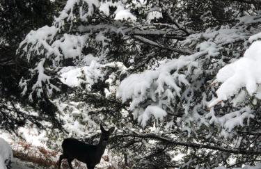 Παραδοσιακή πέτρινη κατοικία στην Βλάχα Ελάτης - Foto 27
