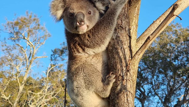 North Stradbroke Island Day Trip - Foto 2