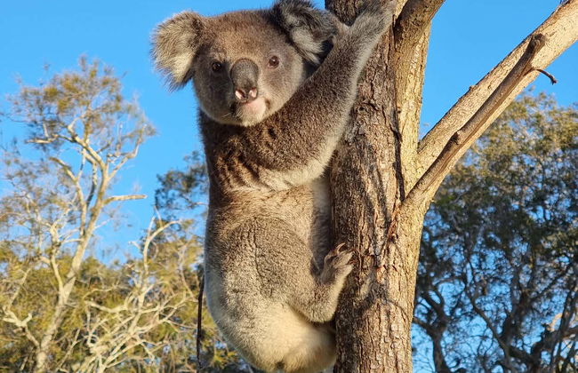 North Stradbroke Island Day Trip - Photo 1