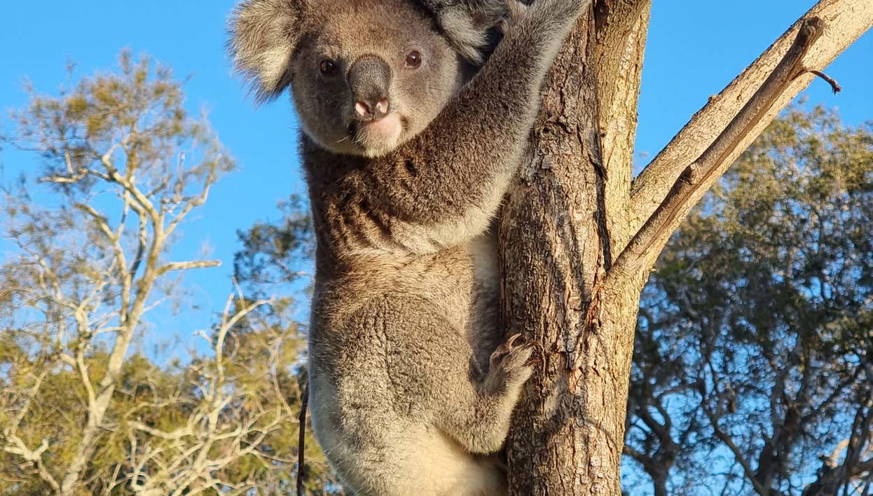 North Stradbroke Island Day Trip - Foto 1