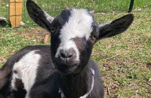 Chalets les tutes de la Vernière - Foto 11