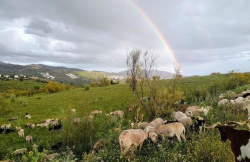La Rústica en Viñuela, piscina privada - Foto 31