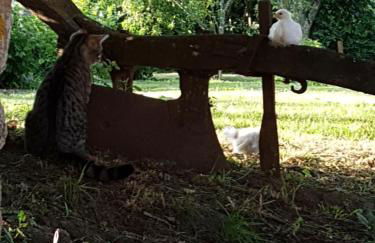 Les 3 tilleuls - Foto 34