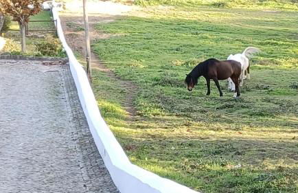 QUINTA DE SANT'ANA - Foto 13