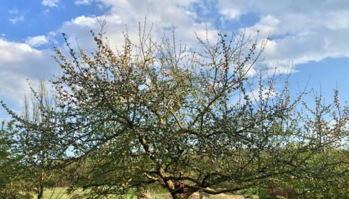 Tinyhouse Bamberg - Foto 3