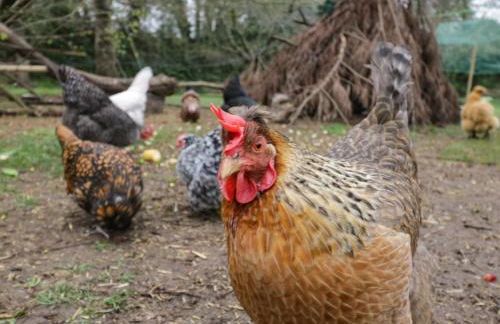 Orchard House Cottage - Foto 18