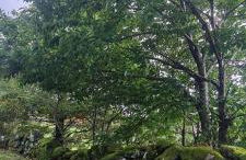 Casa da Igreja-Abadim - Foto 11