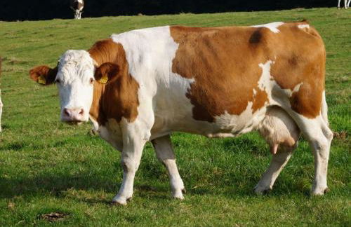 Holiday Home Hirtenkate Apartment 1 - Foto 39