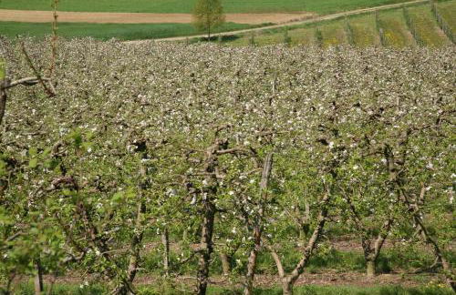 AleKS friendly house - Foto 48