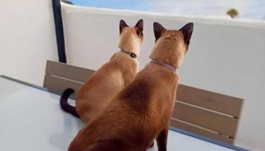 Dragon View - Foto 5