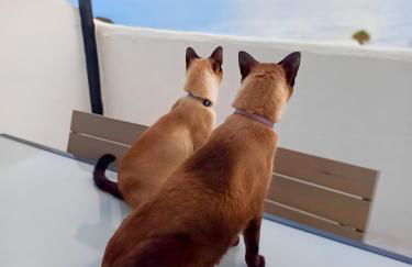 Dragon View - Foto 5