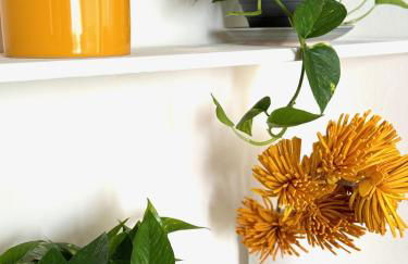 Violino green - Foto 13